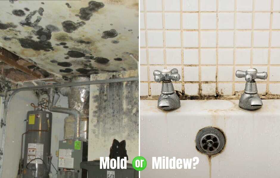 What Happens If You Touch Black Mold? Everything You Need to Know